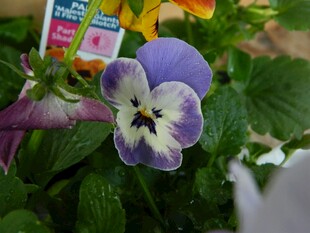 紫色三色堇花卉特写