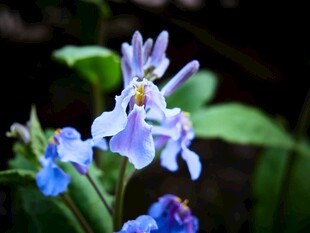 蓝紫色小花绽放