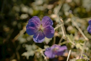 紫色小花绽放于草丛间