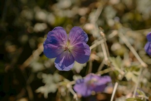紫色小花绽放于草丛间