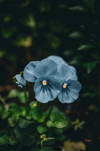 蓝色小花绽放于绿叶间
