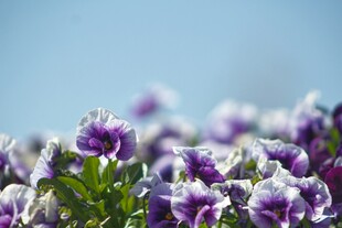 紫色三色堇花海特写