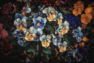 多彩花卉艺术图案