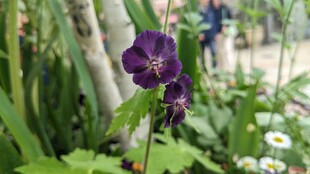 紫色小花绽放于绿植间