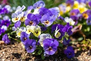 三色堇花卉特写