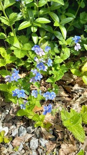 蓝花绽放于绿植间