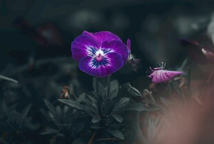 紫色小花绽放于绿叶间