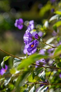 紫色花卉特写