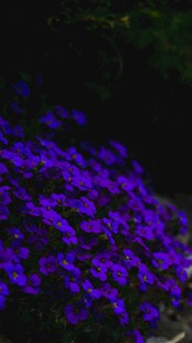 紫色烂漫小花绽放