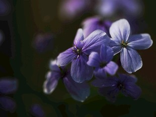 紫色美丽小花绽放