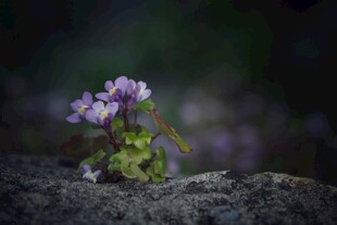 岩石上的紫色小花