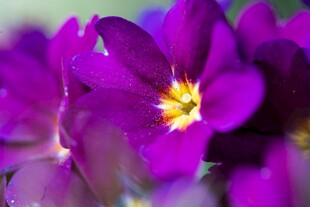 紫色小花特写