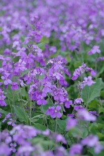 紫色花海绽放美丽景致