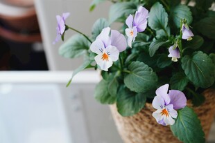 紫色小花盆栽清新雅致