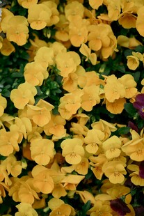 金黄花朵绽放生机