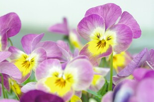 三色堇花卉特写