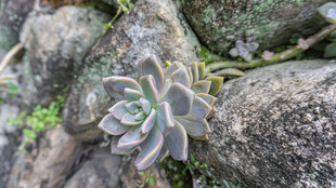 石缝中的多肉植物