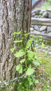 树干旁生长的嫩绿植物