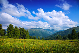 山间花海蓝天白云美景