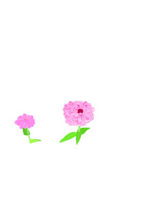 两朵粉色花朵插画