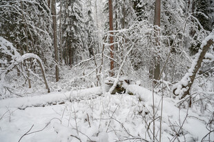 雪覆森林静谧冬日景象
