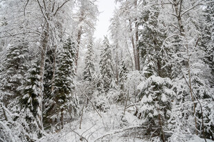 冬日雪覆森林美景