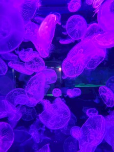 水母