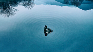 水面倒影中的静谧景象
