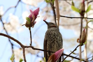 枝头小鸟伴绽放玉兰花