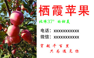 栖霞苹果