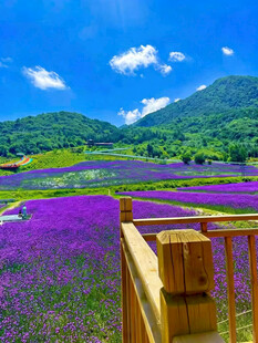 紫色花海与远山美景