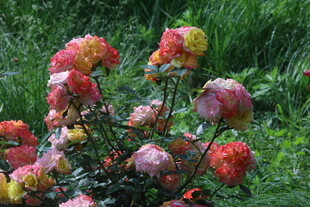 月季花 
