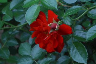 月季花 