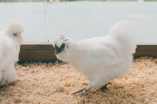 白鸡