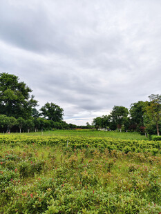 公园美景