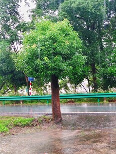 雨中的树