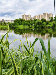 湖畔绿植与远处高楼风景