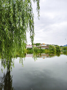 湖畔垂柳湖景
