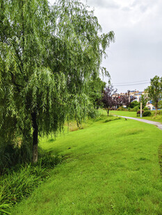 绿意盎然的户外草地风景