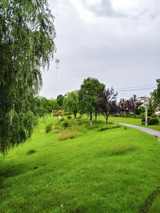 绿意盎然的户外草地风景
