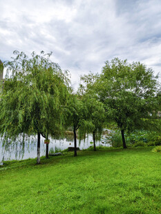 湖畔绿草地美景