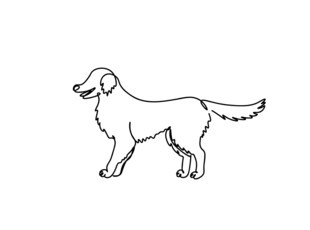 站立的简笔金毛犬