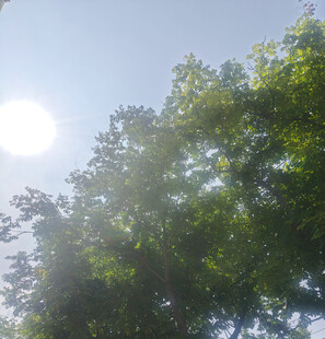 阳光透过树叶洒下的美景