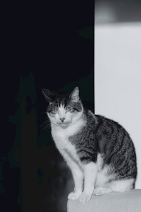 黑白条纹猫咪蹲坐
