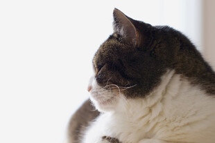侧头猫咪