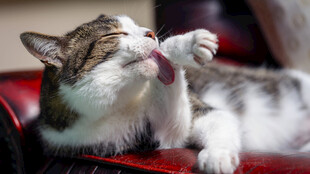 躺卧猫咪惬意舔爪