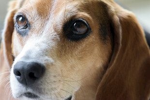 比格犬特写