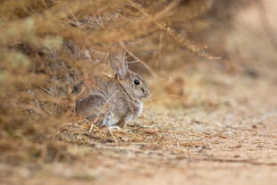 野外草丛中的一只灰兔子