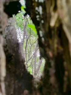 树洞