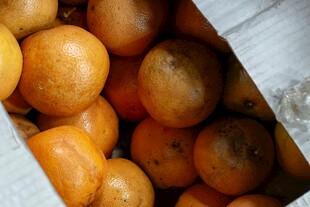 纸箱中的饱满橙色果实